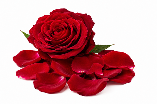 Royal Rose